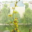 Oncidium Golden Aniversary