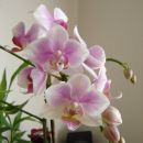 Phalaenopsis #2