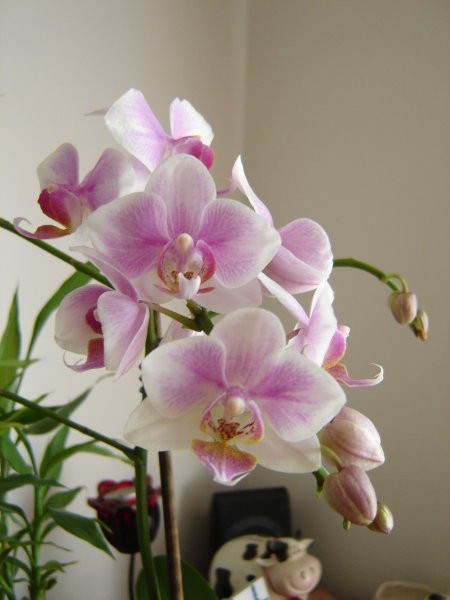 Phalaenopsis #2