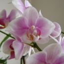Phalaenopsis #2