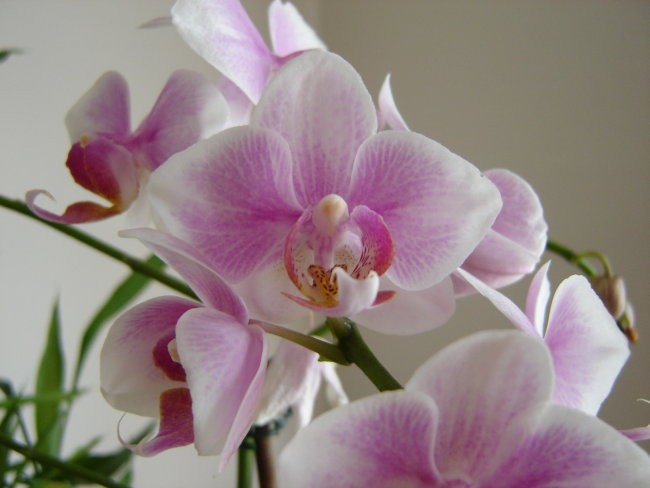 Phalaenopsis #2