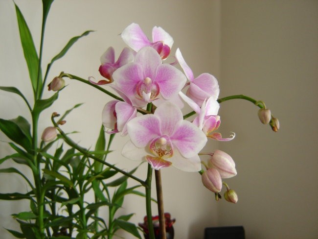 Phalaenopsis #2