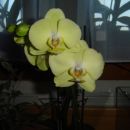 Phalaenopsis #6