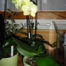 Phalaenopsis #6