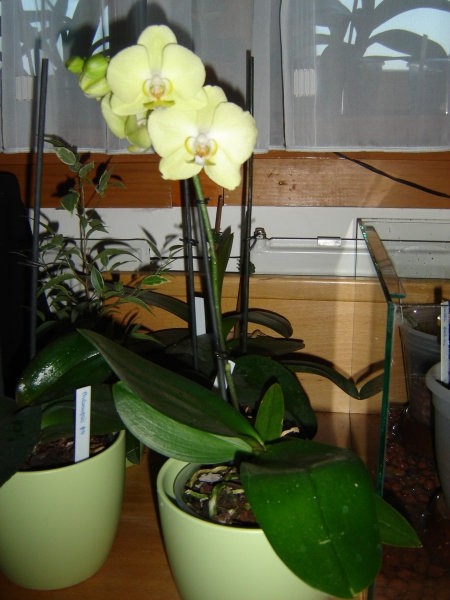 Phalaenopsis #6