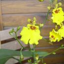 Oncidium Aloha Iwanaga