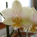 Phalaenopsis #9