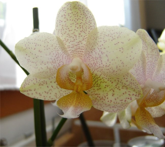 Phalaenopsis #9