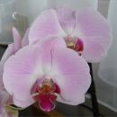 Phalaenopsis #7