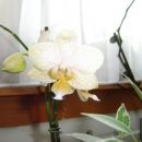 Phalaenopsis #9
