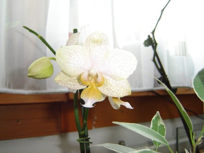 Phalaenopsis #9