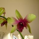 Dendrobium #5