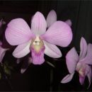 Dendrobium #3