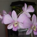 Dendrobium #3