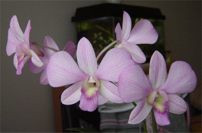 Dendrobium #3