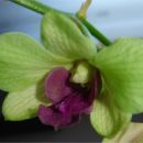Dendrobium #4