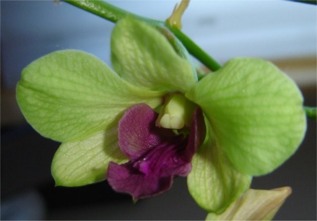 Dendrobium #4