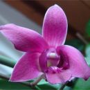 Dendrobium #1