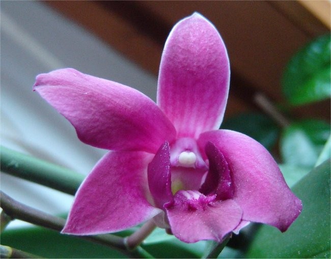 Dendrobium #1