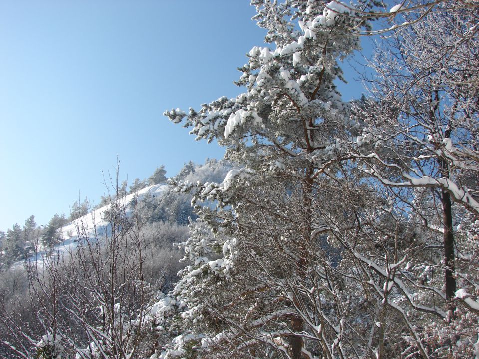 Grmada v snegu - foto povečava