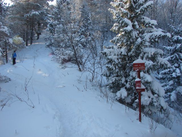 Grmada v snegu - foto