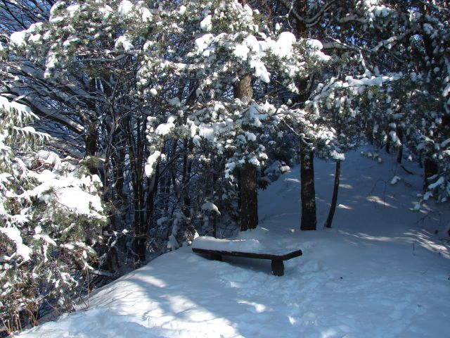 Grmada v snegu - foto