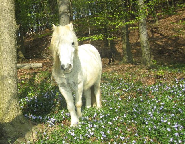 Moje živali - foto povečava