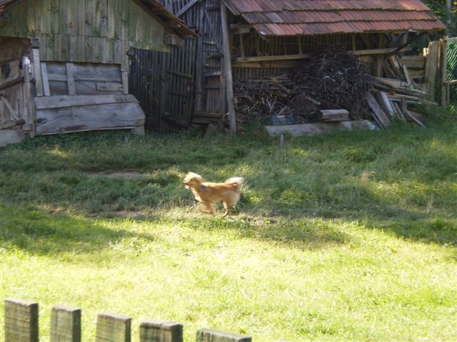 Ara - foto povečava