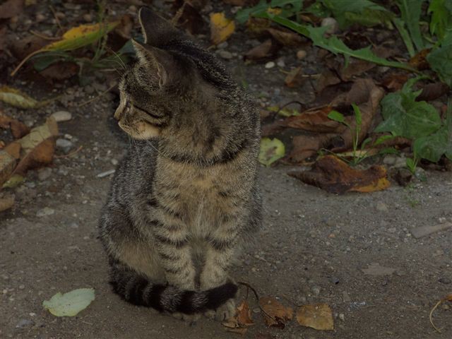 Miša Melje - foto