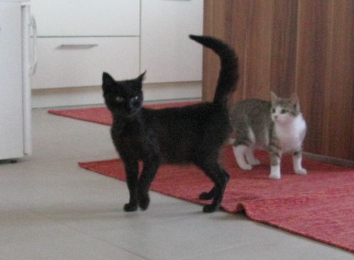 Maček Muri - foto