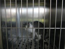 Sterilizirane mačke - foto povečava