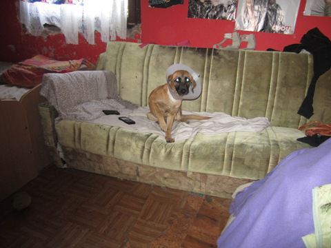 Pika 1 - foto povečava