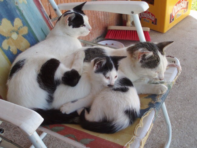 Copi - foto povečava