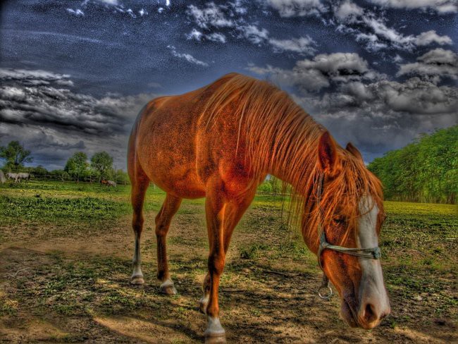 Ergela - foto povečava