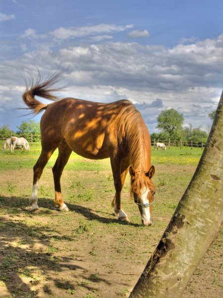 Ergela - foto povečava