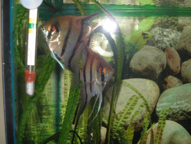 Prenovljen akvarij - foto povečava