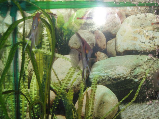 Prenovljen akvarij - foto