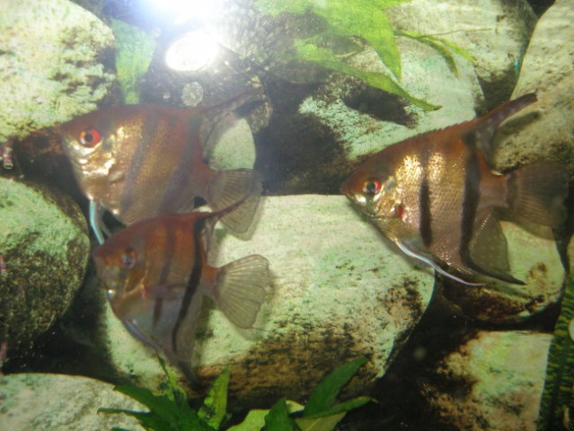Prenovljen akvarij - foto