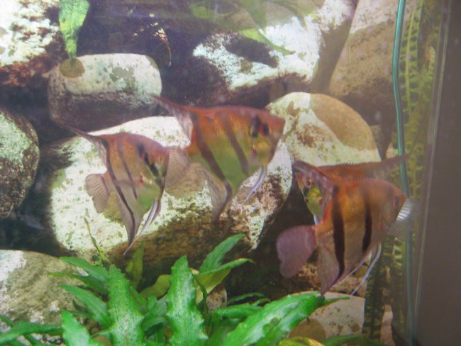 Prenovljen akvarij - foto povečava