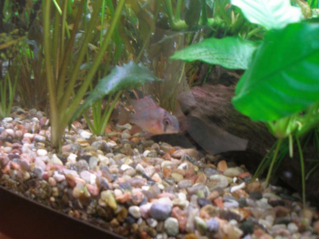Prenovljen akvarij - foto