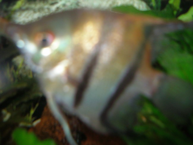 Bolane ribe - foto povečava