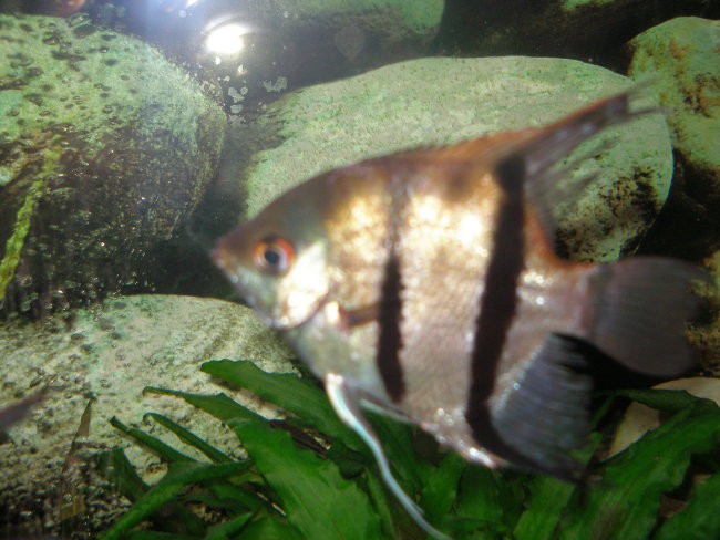 Bolane ribe - foto povečava