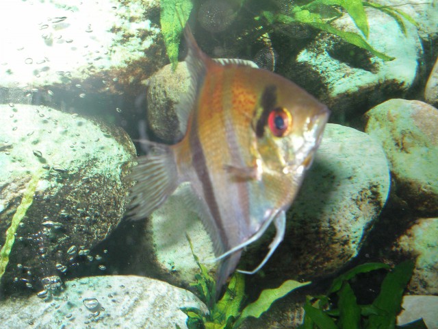 Ribe po zdravljenju - foto