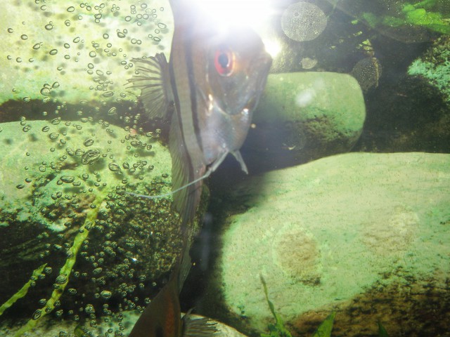 Ribe po zdravljenju - foto