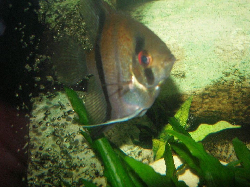 Ribe po zdravljenju - foto povečava