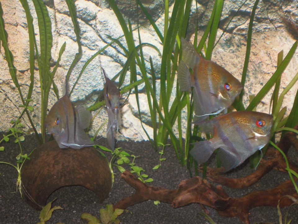 Akvarij 2009 - foto povečava