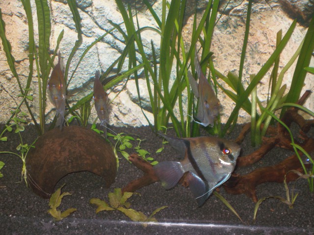 Akvarij 2009 - foto