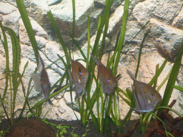 Akvarij 2009 - foto