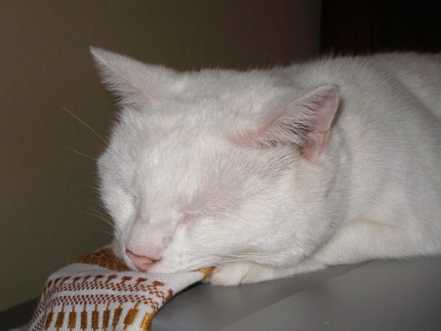 Mica - foto