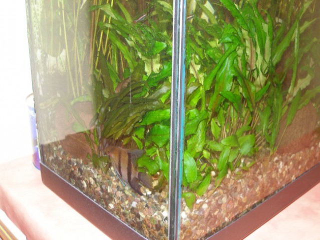 Akvarij - foto